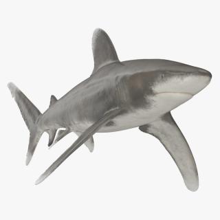 Carcharhinus Longimanus Shark 3D model