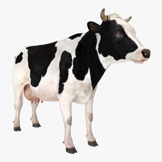 Dairy Cow 3D model