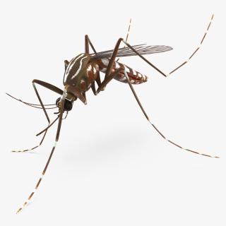 3D model Mosquito Pose 3