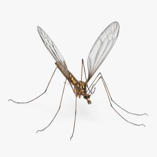 3D Crane Fly Gallinipper Mosquito Rigged for Cinema 4D