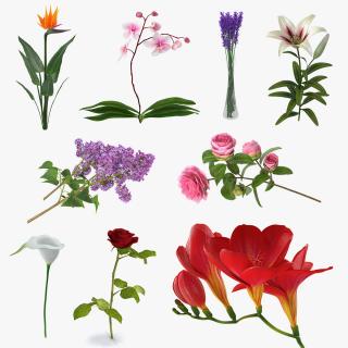 3D model Flowers Collection 8