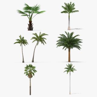 3D Palms Collection 3 model