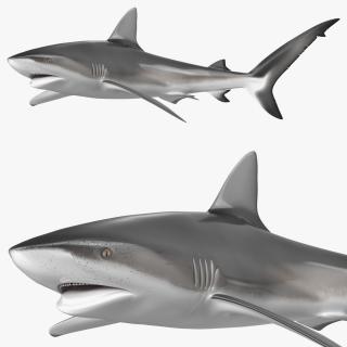 Carcharhinus Obscurus Shark 3D