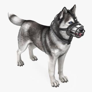 3D Husky in a Muzzle Baskerville Fur model