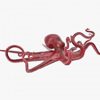 Large Octopus Vulgaris 3D