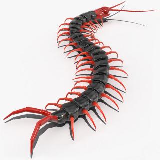 3D Scolopendra Subspinipes Mutilans Crawling