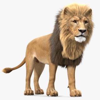 3D model Male Lion Fur Rigged