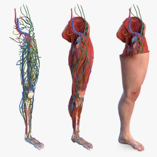 3D model Male Leg Full Anatomy and Skin