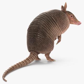 Armadillo in Hind Legs Pose Pink 3D