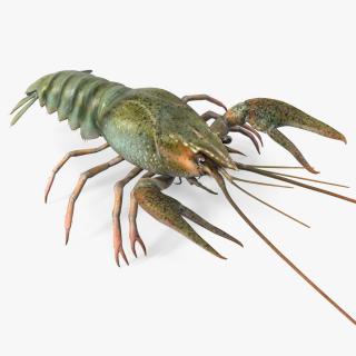 3D Crayfish Grey model