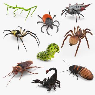 3D Rigged Creeping Insects Collection 3