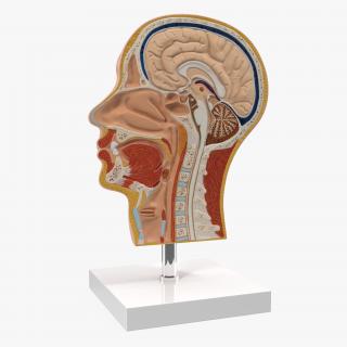 Section Of Human Head Anatomy 3D model