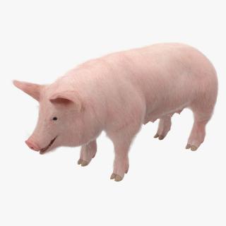 3D model Pig Sow Landrace with Fur