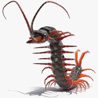 3D model Scolopendra Subspinipes Rigged