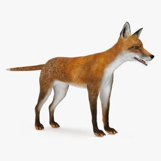 Vulpes Vulpes Basic Pose 3D model