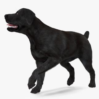 3D model Labrador Dog Black Walking Fur