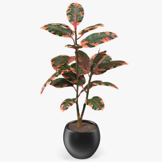 3D Rubber Tree Ruby in Pot model