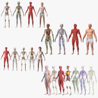 3D model Complete Human Anatomy Collection 2