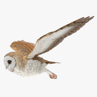 3D model Barn Owl Flying