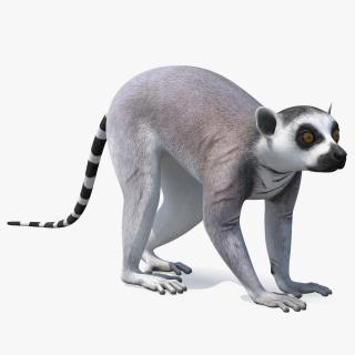 3D Grey Lemur Walking model