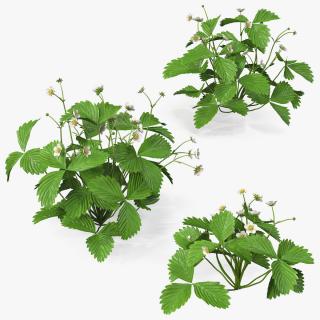 3D model Garden Strawberry Plant with Flowers Set