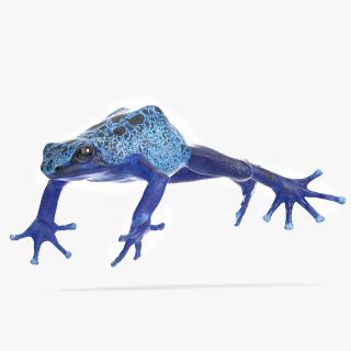 3D Realistic Poison Dart Frog Rigged model