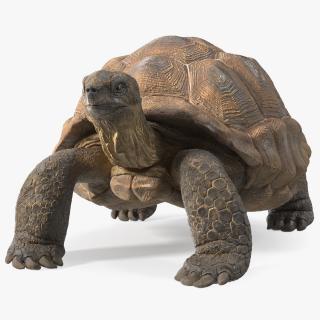 3D Dirty Old Giant Turtle Stand Pose(1)