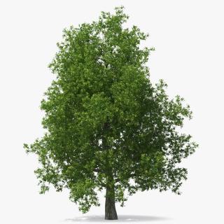 3D Realistic Poplar Tree 2 model