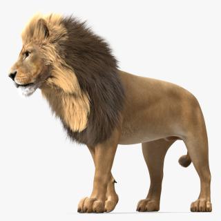 3D Lion Walking Pose Fur