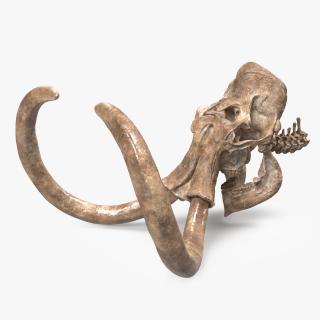 3D Mammoth Skull Old Bones model