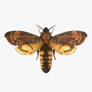 3D Deaths Head Hawkmoth with Fur Rigged