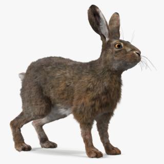 European Hare Fur 3D