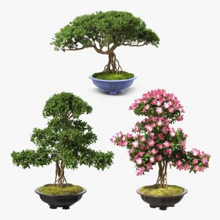 3D Bonsai Trees Collection model