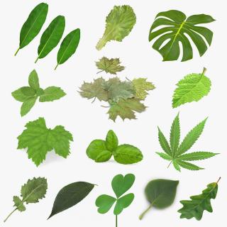 3D model Leaves Collection 10