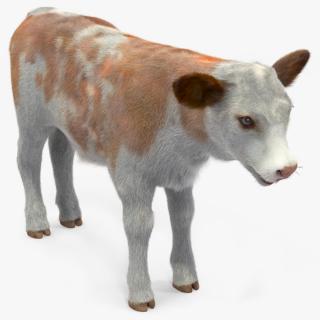 Cow Calf Fur 3D