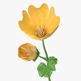 Yellow Malva Flower 3D model