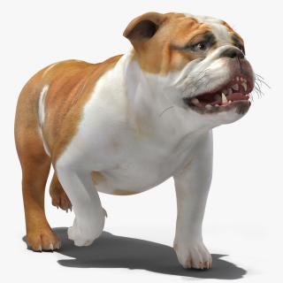 3D model Walking Bulldog