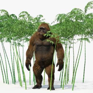 3D Big Ape Gigantopithecus in Bamboo Grove Fur model