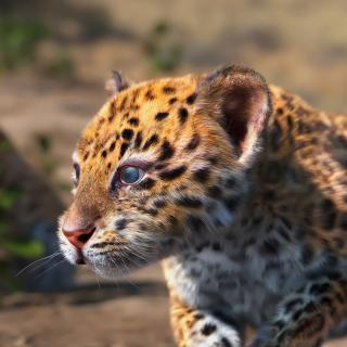 Leopard Cub Rigged with Fur 3D