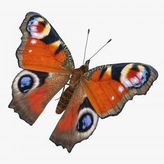 European Peacock Butterfly Sitting Pose 3D model