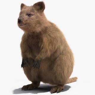 Quokka Kangaroo Fur 3D model