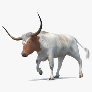 White Texas Longhorn Bull Walking Pose Fur 3D