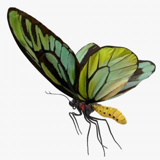 Queen Alexandras Birdwing Flying Pose 3D