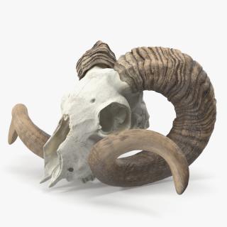 3D model Ram Skull with Dark Horns