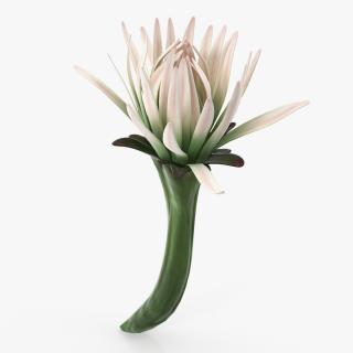 3D Cactus Flower model