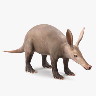 Aardvark Basic Pose 3D model