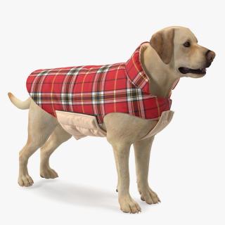 3D model Labrador Wearing Red Coat