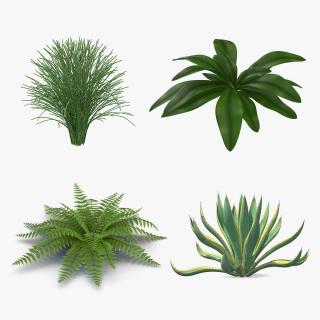 Plants Collection 2 3D model