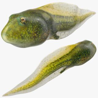 Tadpole 3D model