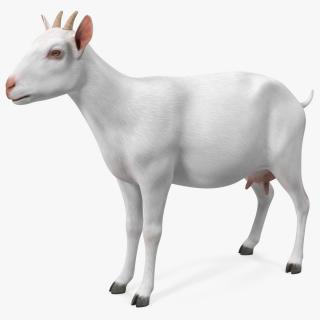 Goat Saanen Breed 3D